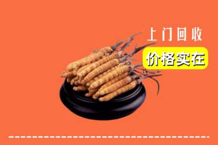 三亚市天涯回收冬虫夏草